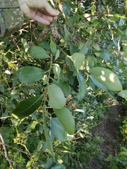 Salix hastata