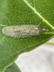 Epiblema grandaevana