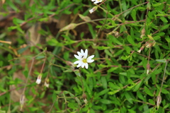 Dichodon cerastoides