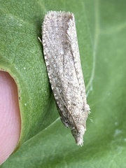 Epiblema grandaevana