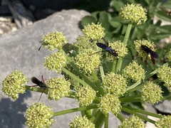 Angelica roseana