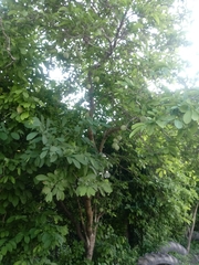 Annona macroprophyllata