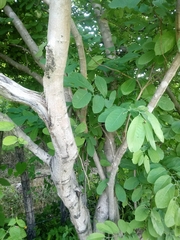 Annona macroprophyllata
