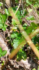 Geum montanum