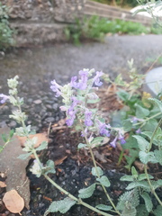 Nepeta × faassenii