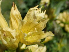 Gentiana burseri burseri