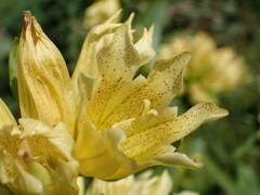 Gentiana burseri burseri