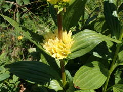 Gentiana burseri burseri