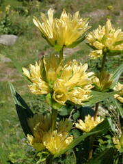 Gentiana burseri burseri