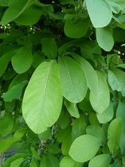 Annona macroprophyllata