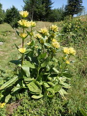Gentiana burseri burseri