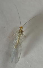 Nothochrysa fulviceps