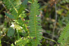 Blechnum australe australe