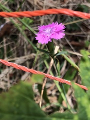 Dianthus seguieri
