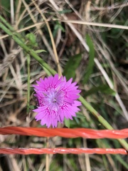 Dianthus seguieri