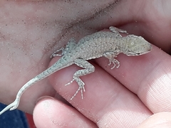 Uta stansburiana uniformis
