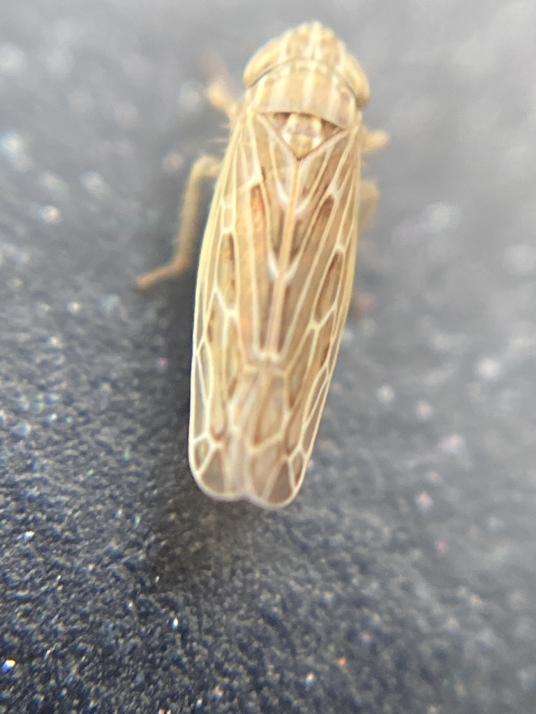 Psammotettix alienus