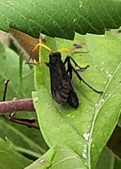 Gnamptopelta obsidianator