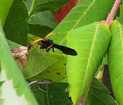Gnamptopelta obsidianator
