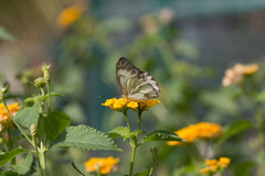 Ascia monuste eubotea