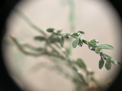 Polygonum aviculare