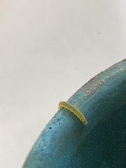 Heliothis peltigera