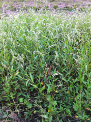Persicaria glabra