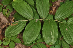 Liriomyza smilacinae