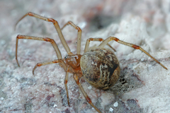 Parasteatoda simulans