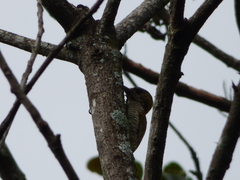 Dryobates maculifrons