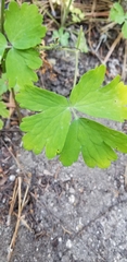 Aquilegia formosa