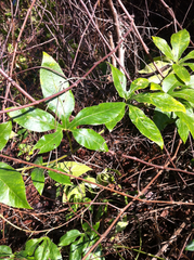 Passiflora incarnata × cincinnata