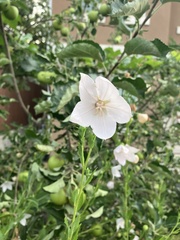 Platycodon