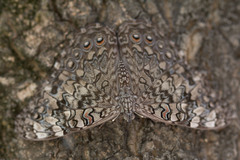 Hamadryas februa ferox