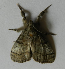 Dasychira plagiata