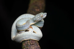 Bothrops bilineatus smaragdinus