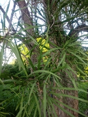 Astianthus viminalis