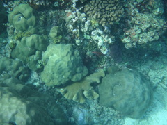 Sargocentron caudimaculatum