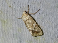 Hexorthodes accurata