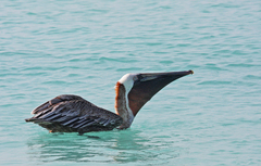 Pelecanus occidentalis