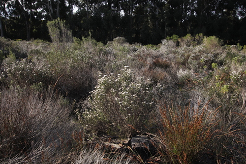 Restio bifurcus (Restio bifurcus)