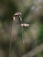 Chalcolestes viridis