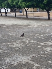 Columba livia domestica