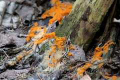 Byssonectria terrestris