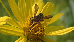 Paranthidium jugatorium lepidum