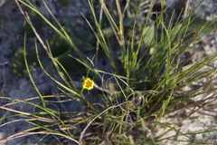 Othonna bulbosa