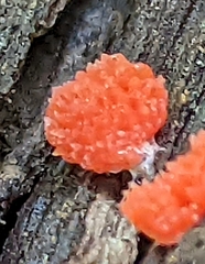 Tubifera ferruginosa acutissima