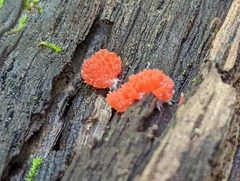 Tubifera ferruginosa acutissima