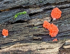 Tubifera ferruginosa acutissima