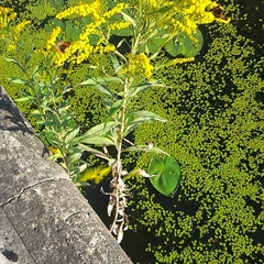 Solidago gigantea